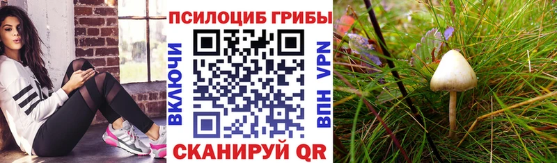 Псилоцибиновые грибы мицелий  блэк спрут как зайти  даркнет как зайти  Орлов 